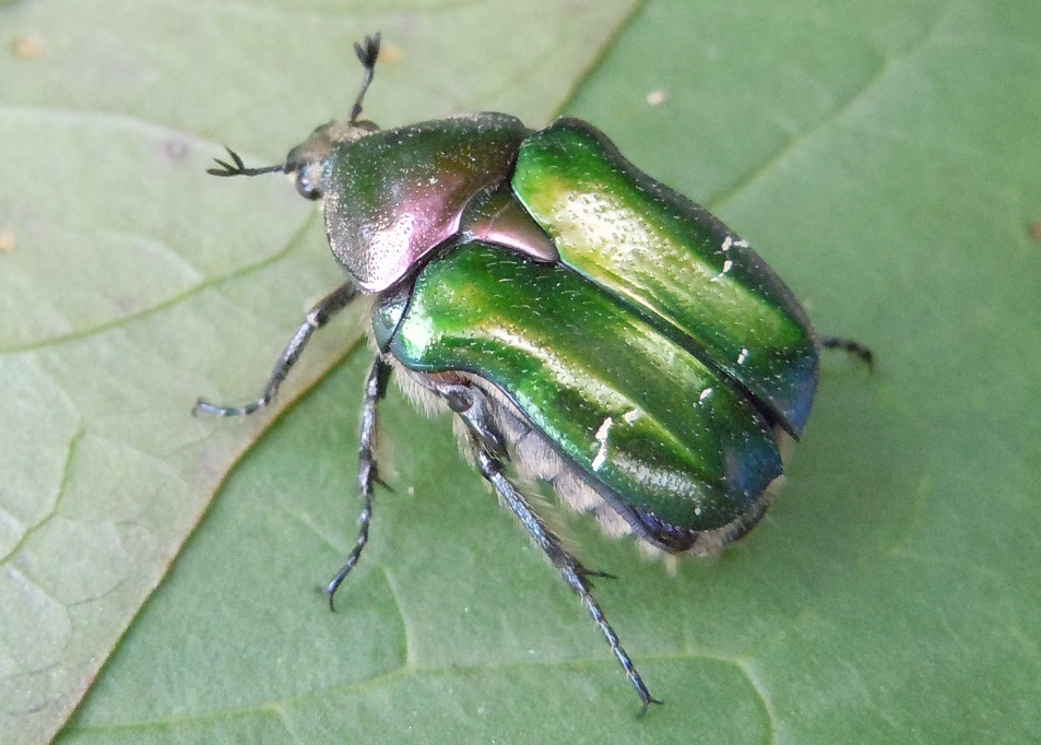 Cetonia aurata pisana, Cetoniidae